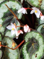 Begonia rex
