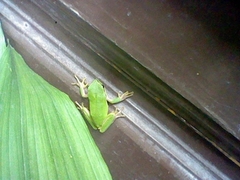 Hyla meridionalis
