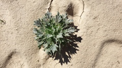 Langloisia setosissima setosissima