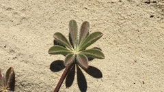 Lupinus arizonicus