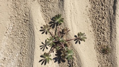 Lupinus arizonicus