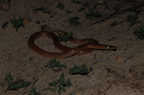 Photo of a Phalotris lativittatus (Phalotris lativittatus)