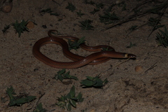 Phalotris lativittatus