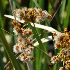 Androtrichum giganteum