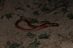 Phalotris lativittatus