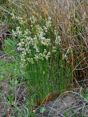 Androtrichum trigynum