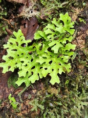 Lobariaceae