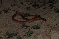 Phalotris lativittatus