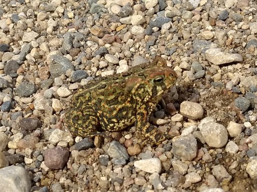 Canadian Toad