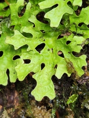 Lobariaceae