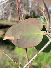 Eucalyptus pauciflora pauciflora