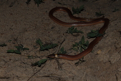 Phalotris lativittatus