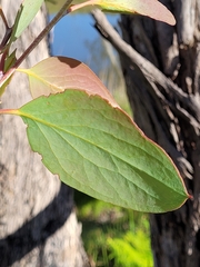 Eucalyptus pauciflora pauciflora