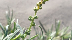 Oligomeris linifolia