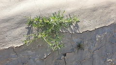 Oligomeris linifolia