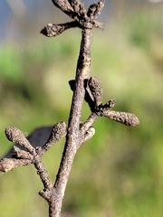 Eucalyptus pauciflora pauciflora