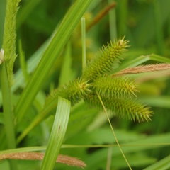 Carex polysticha