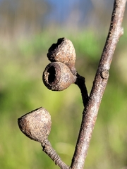 Eucalyptus pauciflora pauciflora
