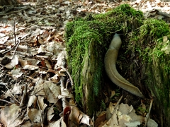 Limax cinereoniger