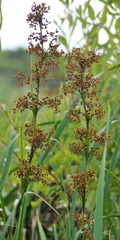Cladium mariscus