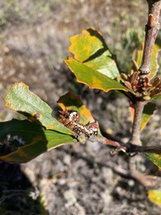 Psalidostetha banksiae