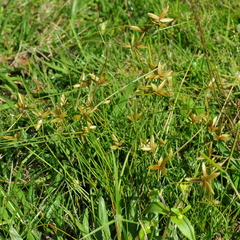 Cyperus lanceolatus