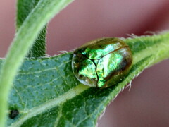 Charidotella succinea