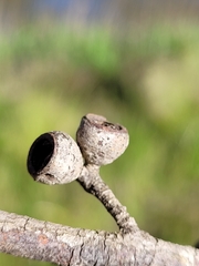Eucalyptus pauciflora pauciflora