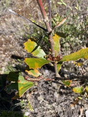 Psalidostetha banksiae