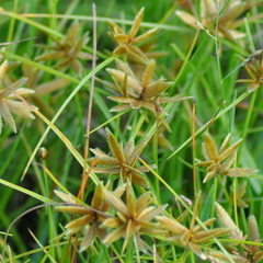 Cyperus lanceolatus