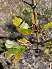 Psalidostetha banksiae