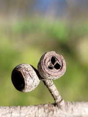 Eucalyptus pauciflora pauciflora