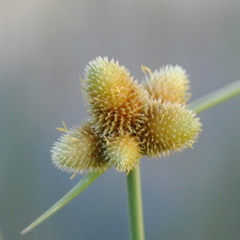 Cyperus sellowianus