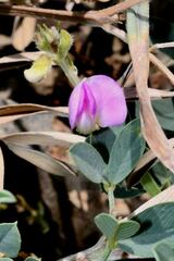 Tephrosia macrantha