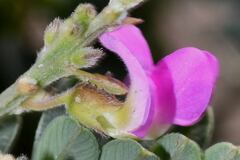 Tephrosia macrantha
