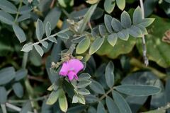 Tephrosia macrantha