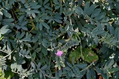 Tephrosia macrantha