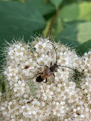 Lepturini