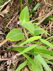 Coccocypselum lanceolatum