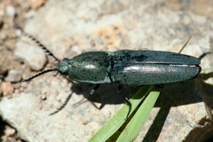 Chalcolepidius lenzi
