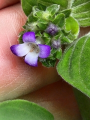 Coccocypselum lanceolatum