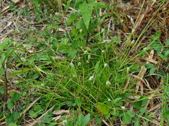Cyperus sesquiflorus sesquiflorus
