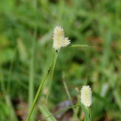 Cyperus sesquiflorus sesquiflorus