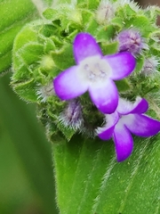 Coccocypselum lanceolatum