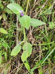 Coccocypselum lanceolatum