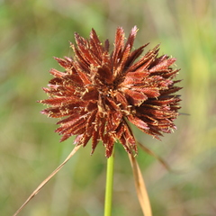 Cyperus polystachyos