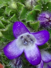 Coccocypselum lanceolatum