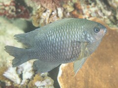 Neoglyphidodon polyacanthus