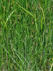 Schoenoplectus pungens