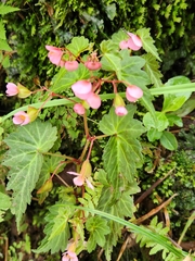 Begonia